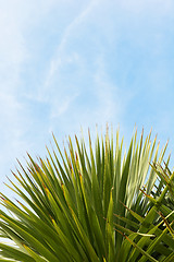 Image showing Evergreen yucca tree leaves against blue sky