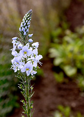 Image showing Blue flowers of speedwell plant 