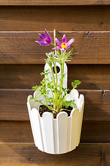 Image showing Flower pot hanging on wooden fence