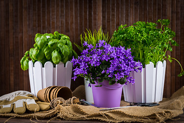 Image showing Planting flowers