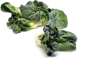 Image showing Milk cabbage bok choy