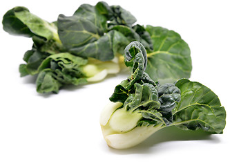 Image showing Milk cabbage bok choy