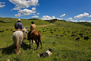 Image showing Cattle drive