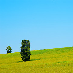 Image showing Tree in a Meadow