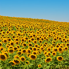 Image showing Sunflower Field