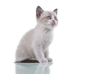 Image showing Baby Kitten