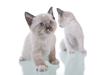 Image showing Baby Kitten