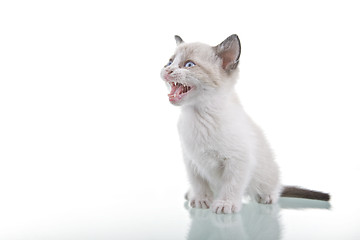 Image showing Baby Kitten