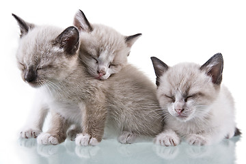 Image showing Baby Kittens Sleeping