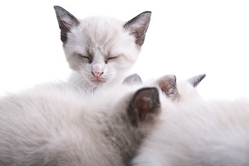 Image showing Baby Kittens Sleeping