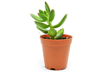Image showing Sedum succulent plant with green fleshy leaves 