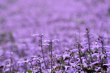 Image showing Plectranthus Mona Lavender flowers