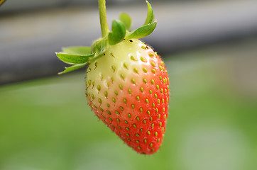 Image showing Fresh strawberries that are grown in greenhouses