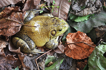 Image showing Muddy green bull frog 