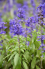 Image showing Blooming blue bugleweeds Ajuga