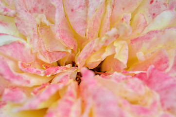 Image showing Pink rose flower