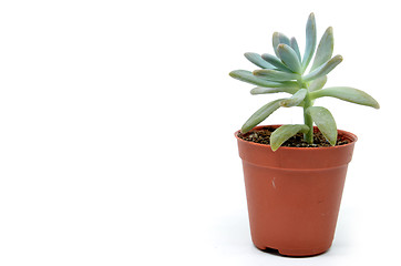 Image showing Sedum succulent plant with green fleshy leaves