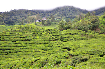 Image showing Tea plantation located in Cameron Highlands