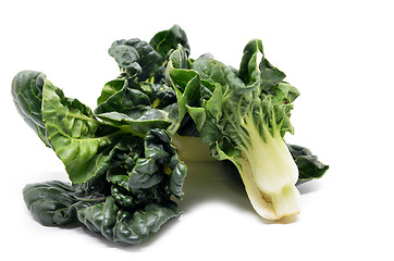 Image showing Milk cabbage bok choy