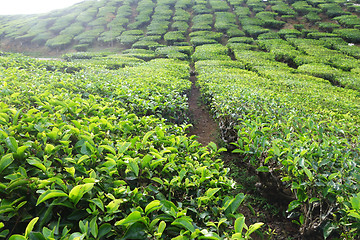 Image showing Tea plantation located in Cameron Highlands 