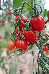 Image showing Cherry tomatoes grow in the garden