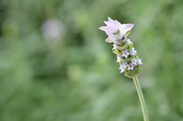 Image showing Lavender flowers in nature