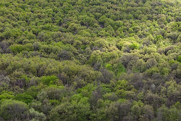 Image showing High resolution forest texture