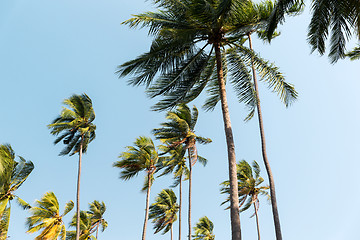 Image showing green palm trees ove blue sky