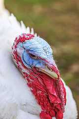 Image showing Portrait from Turkey hen