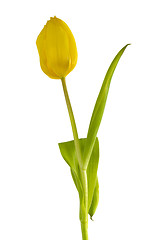 Image showing Yellow Tulip