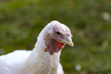 Image showing Portrait from Turkey hen