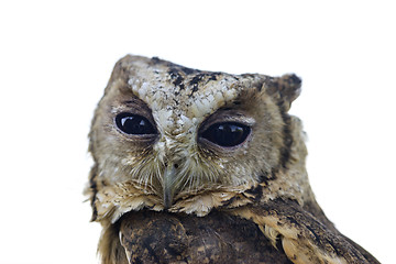 Image showing Collared Scops Owl on white