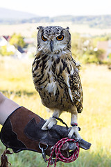 Image showing Eagle Owl sitting on Hand