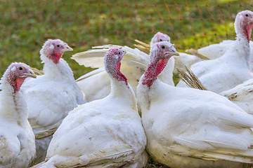 Image showing Portrait from Turkey hen