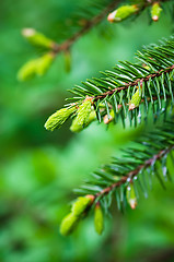 Image showing Branch of spruce with sprouts in spring time, close-up