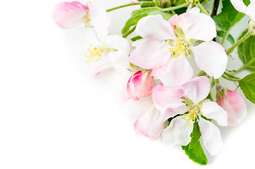 Image showing Branch of a blossoming apple-tree on a white background, close-u