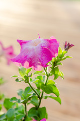 Image showing Flowering pink petunia in the garden
