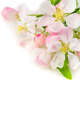 Image showing Branch of a blossoming apple-tree on a white background, close-u