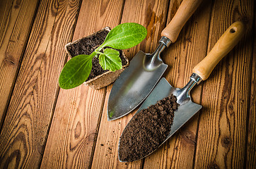 Image showing Seedlings zucchini and garden tools on a wooden surface