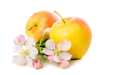 Image showing Ripe apple and blossoming branch of an apple-tree, Isolated on w