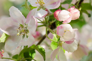 Image showing Branch of blossoming apple-tree, close-up