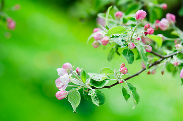 Image showing A branch of blossoming Apple trees in springtime, close-up