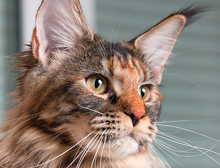 Image showing Portrait of Maine Coon cat