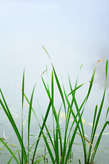 Image showing Green Leaves Closeup