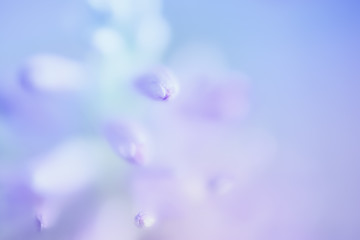 Image showing Abstract Gentle Blue Floral Background
