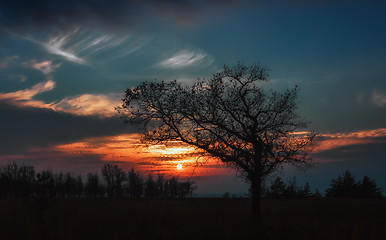 Image showing Silhouette Of Oak At Sunset