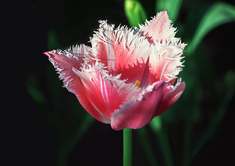 Image showing Fringed Red Tulip Closeup