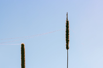 Image showing Dew On Web Between Blades Of Grass Closeup