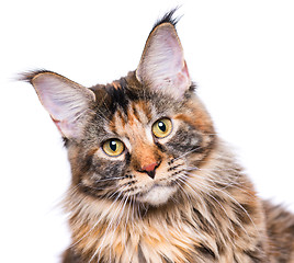 Image showing Portrait of Maine Coon kitten