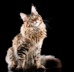 Image showing Portrait of Maine Coon cat